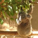 Newcastle - Blackbutt Reserve 